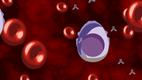 An animation of multiple myeloma cells